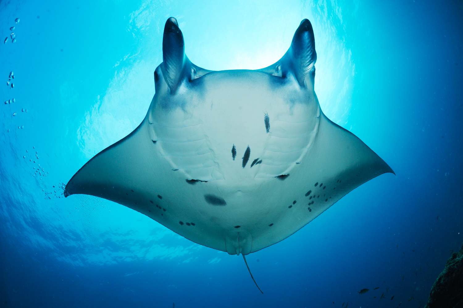 Manta Ray