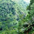 Cycad Habitat