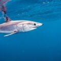 Immediate bycatch protection for the Vulnerable Shortfin Mako shark