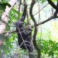 Conservation of the bonobo in the Bolobo territory