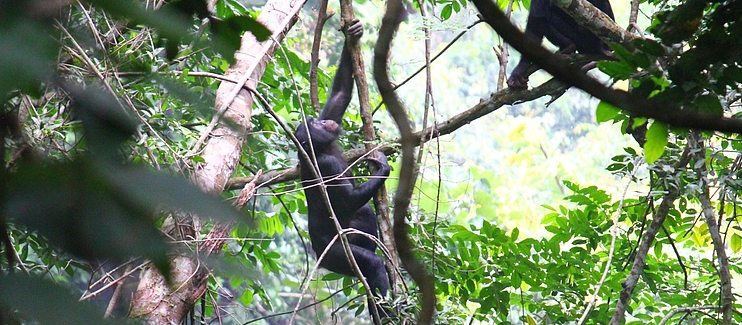 Conservation of the bonobo in the Bolobo territory