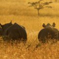 Black Rhinos