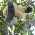 Propitechus deckeni perched on a tree