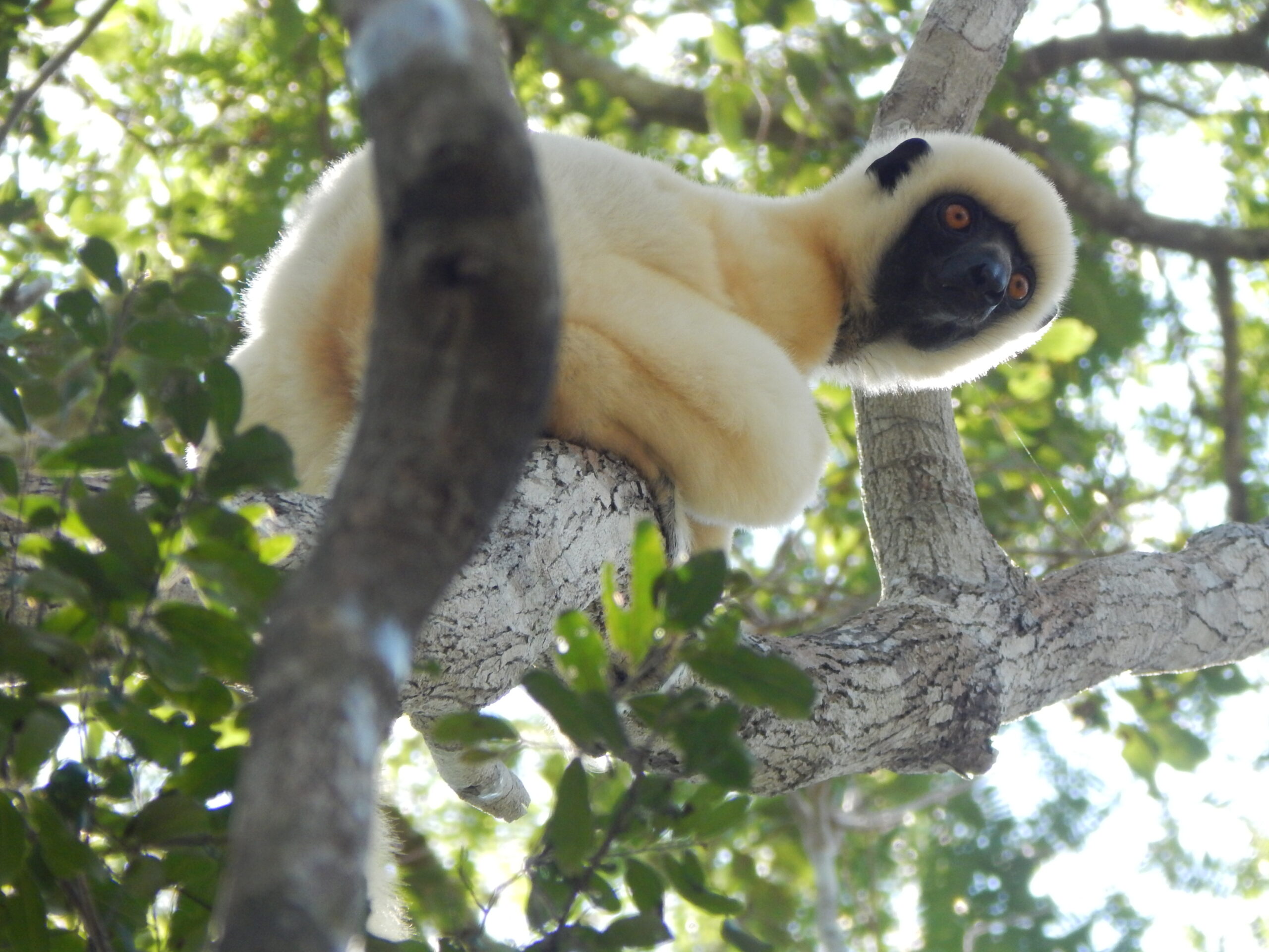 Propitechus deckeni perched on a tree