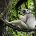 Silky Sifaka