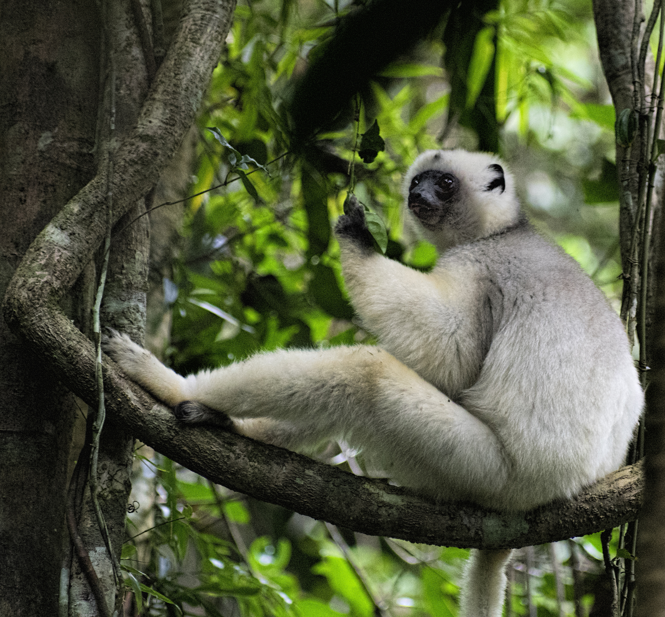 Silky Sifaka