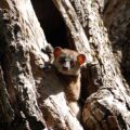 Leveraging biodiversity to rebuild fragile ecosystems in Northern Madagascar with the Northern Sportive Lemur