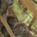 Improving the conservation status of Hapalemur alaotrensis through habitat protection and community-led sustainable management of the Lac Alaotra new protected area