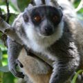 Conservation of the crowned sifaka