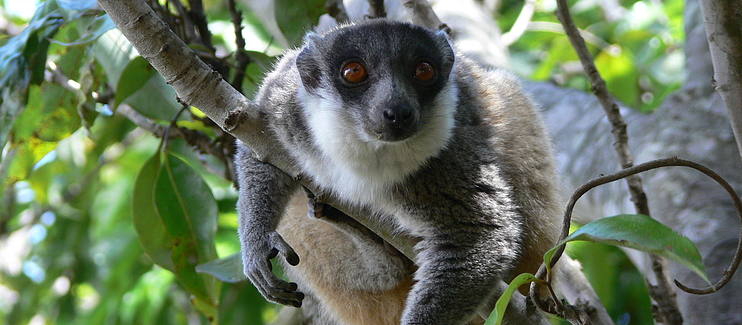 Conservation of the crowned sifaka