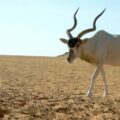 Addax in the wild