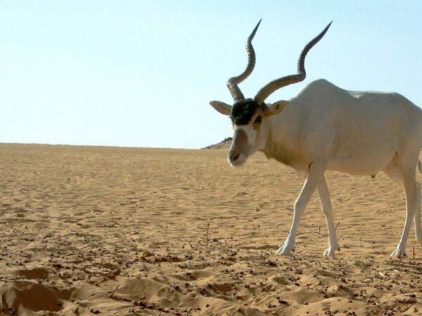 Addax in the wild