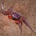 Giri Putri cave crab