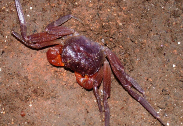 Giri Putri cave crab