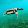 Rescuing Telmatobius culeus populations populations at Lago Menor