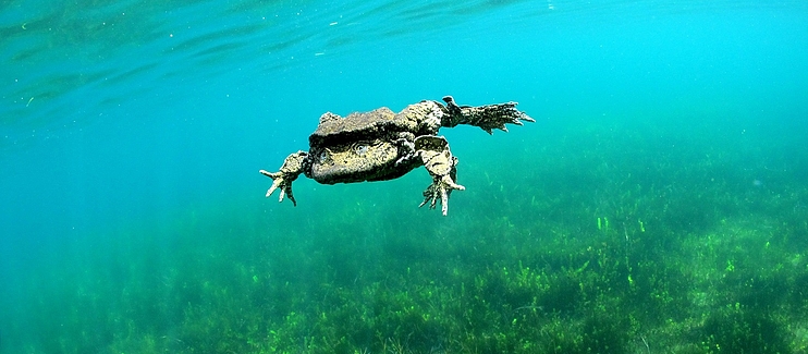 Rescuing Telmatobius culeus populations populations at Lago Menor