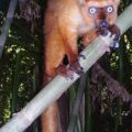 Reinforcing conservation activities for the long-term survival of the Critically Endangered Blue-eyed black lemur