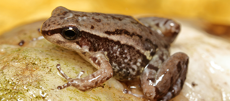 Quito rocket frog