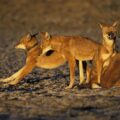 Pack of Ethiopian Wolves