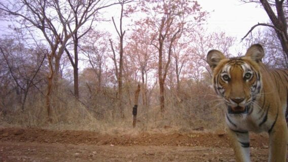 A tiger peeps into the camera trap in Cauvery Wildlife Sanctuary, southern India