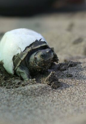 Burmese Roofed Turtle hatchling