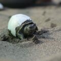 Burmese Roofed Turtle hatchling