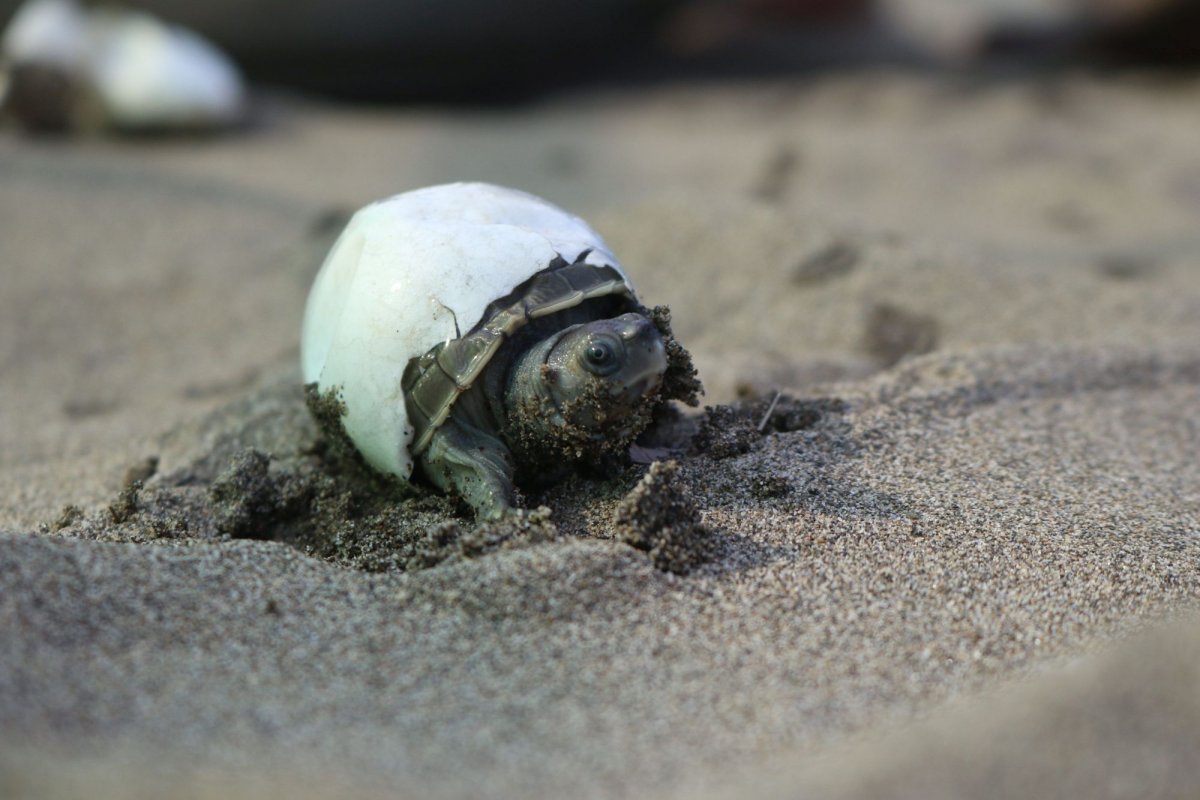 Burmese Roofed Turtle hatchling