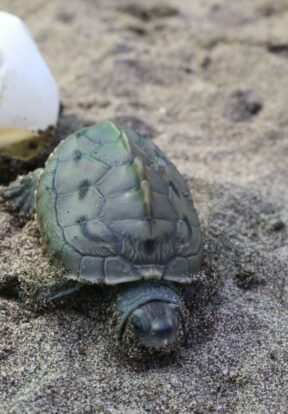 Burmese Roofed Turtle hatchling