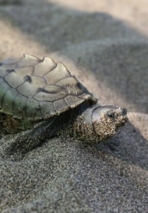 Burmese Roofed Turtle hatchling