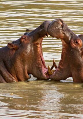 WAP Complex is home to numerous threatened species including hippopotamus