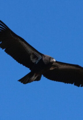 California Condor in flight over Baja California, Mexico