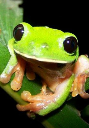 Sierra Caral in Guatemala is home to numerous endemic yet threatened amphibians