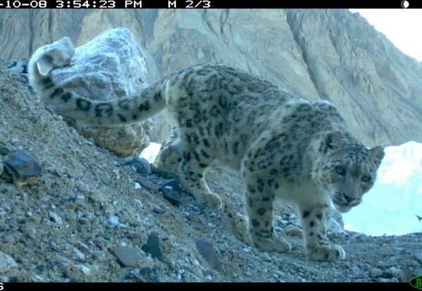 In Pakistan communities cope with occasional livestock losses to snow leopards through insurance and vaccination schemes that compensate for losses and enhance health of animals going to market