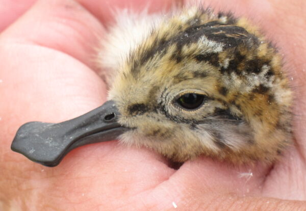 Spoon-billed Sandpiper