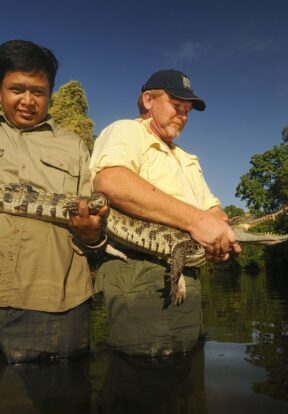 Siamese Crocodile (CR) Crocodylus siamensis