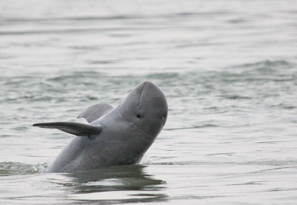 Irrawaddy Dolphin in the Mekong River