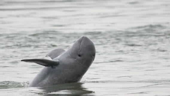 Irrawaddy Dolphin in the Mekong River