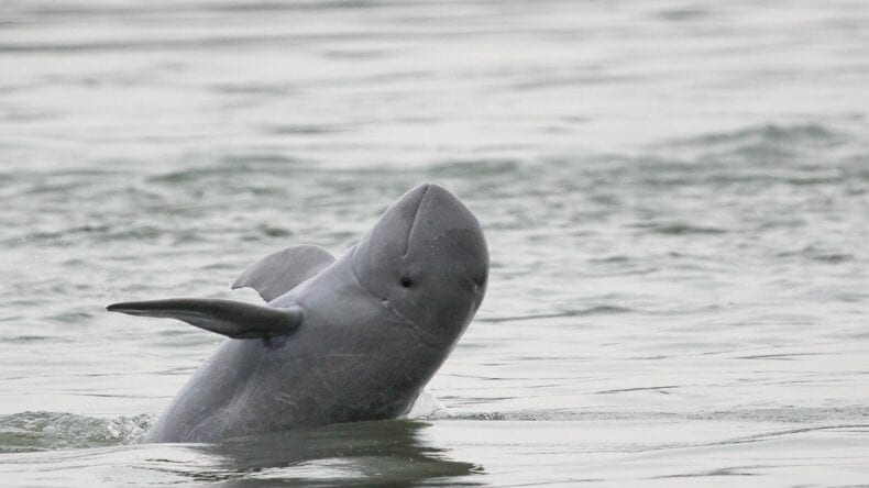 Irrawaddy Dolphin in the Mekong River