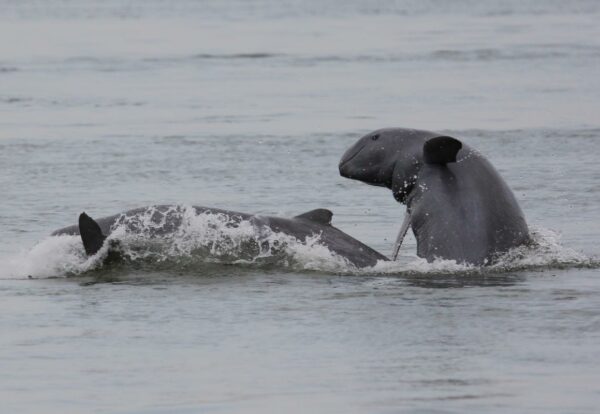 Irrawaddy Dolphin in the Mekong Rivers