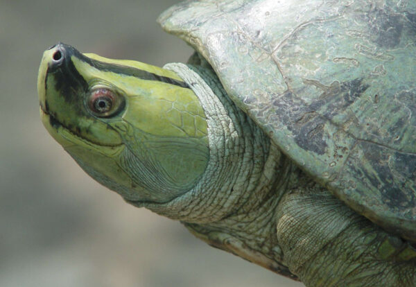 TSA Terrapins Southeast Asia Kach triv male breed color