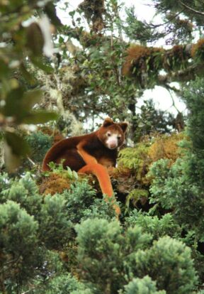 The Huon Tree-kangaroo is endemic to the region and is Endangered by habitat loss among other threats