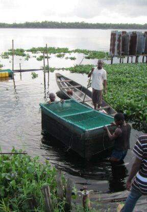 Communities in West Africa manage freshwater aquaculture ponds as part of efforts to protect the West African Manatee from hunting