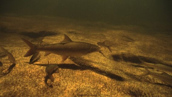 Clanwilliam Sandfish (EN) Labeo seeberi