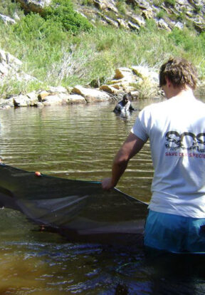 Freshwater fish conservation in Cape Floristic region South Africa