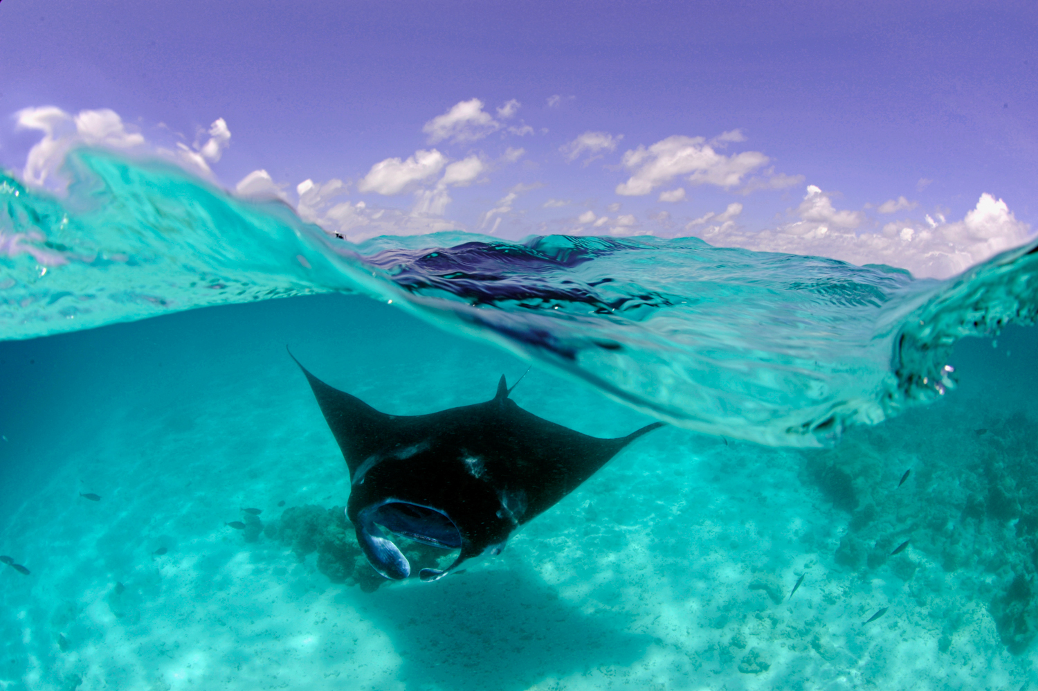 Manta Rays Maldives