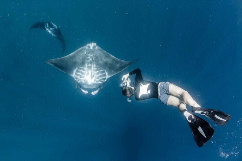 About Us 13 Manta Trust Manta Rays Sarah Lewis IDing black reef manta rays, Raja Ampat, Indonesia