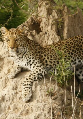 Large predators such as the leopard will benefit from the African Wildlife Initiative, which reduces human-wildlife conflicts