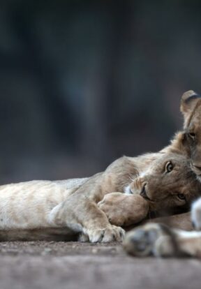 Lions in the Ngorongoro Conservation Area of Tanzania are one of the predator species helped by SOS Grantee Tanzanian People and Wildlife, which implements solutions to human-wildlife conflict in the area