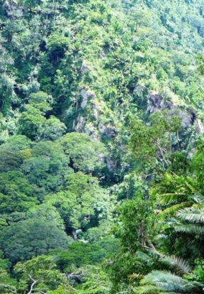 Clinging on to survival, Encephalartos whitelockii is a cycad endemic to Mpanga Gorge, Uganda in need of coordinated conservation actions