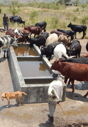 livestock drink water pumped up from the river in the gorge thanks to PROTOS' work with local communities to install this system